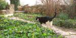 jardin04